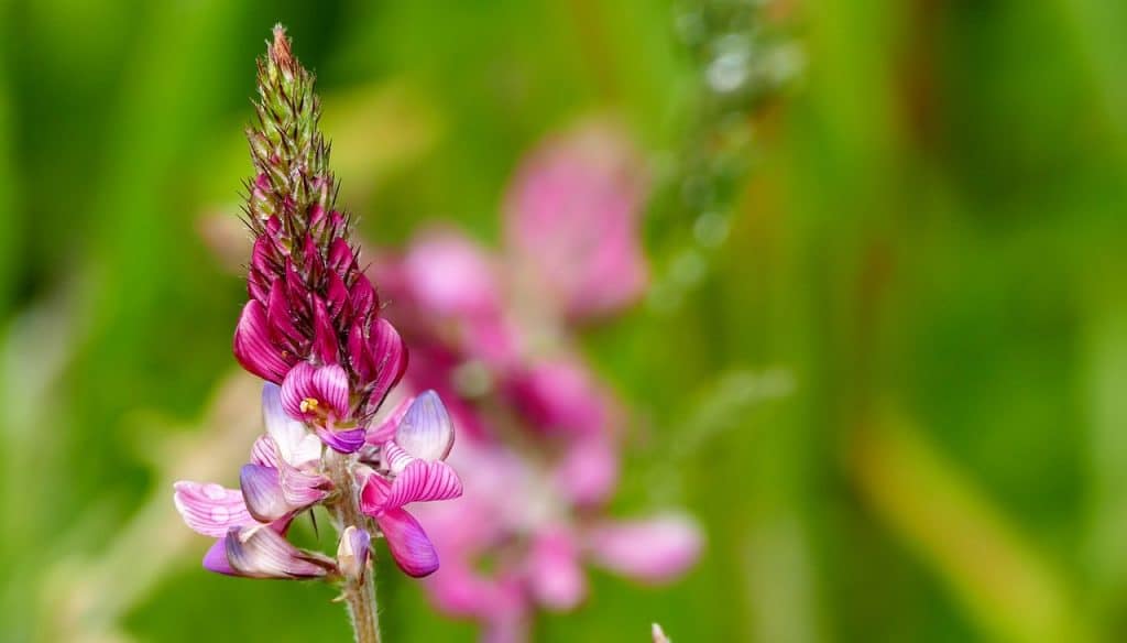 fleur de sainfoin mellifère miel blanc Kirghizistan